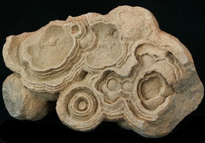 Flower-Like Sandstone Concretion - Pseudo Stromatolite #34202